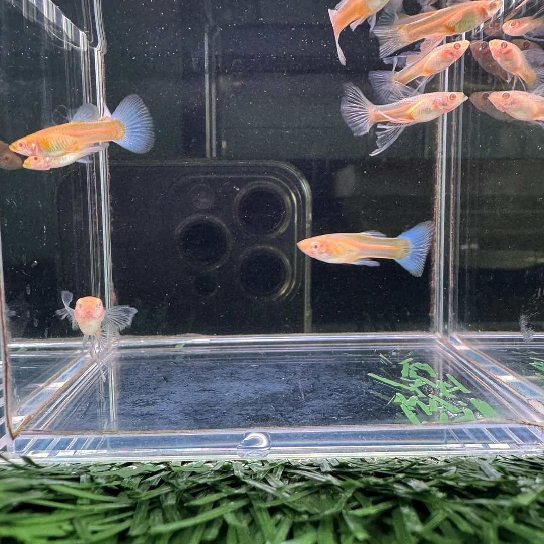 蓝白大C绣球小压成3对