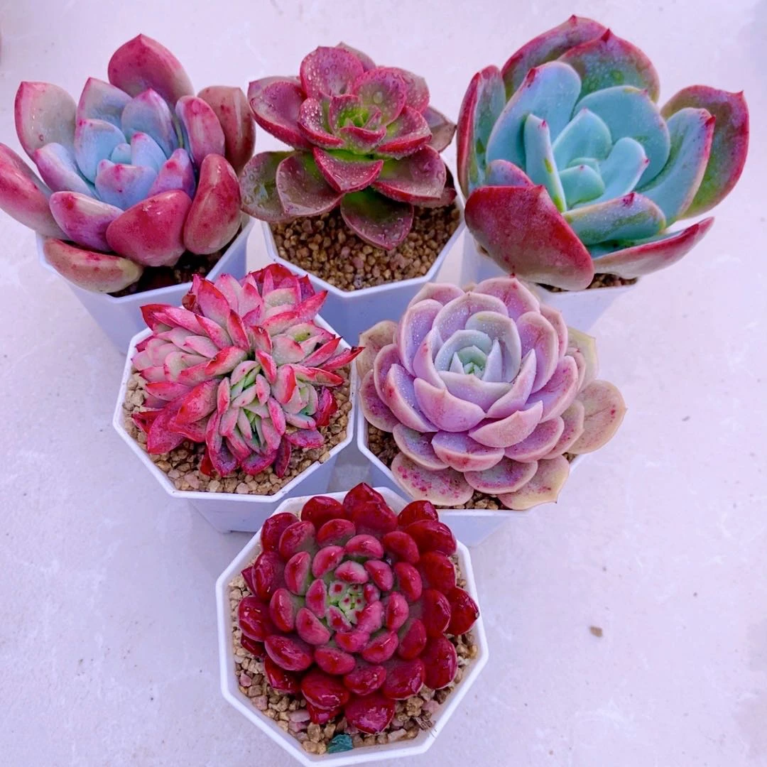 多肉植物指定六颗  带盆 栽好（6厘米左右）