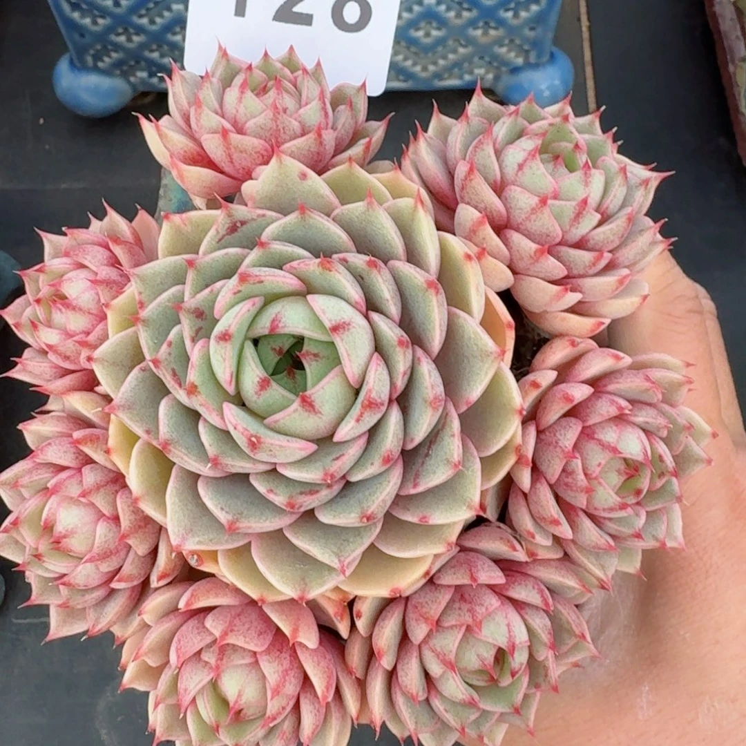 笨吧帝斯      愿你一路坦途，乘风破浪展宏图