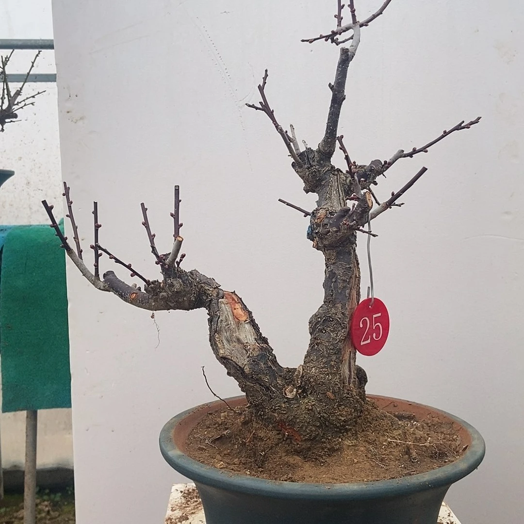 全部花苞野梅嫁接乌梅