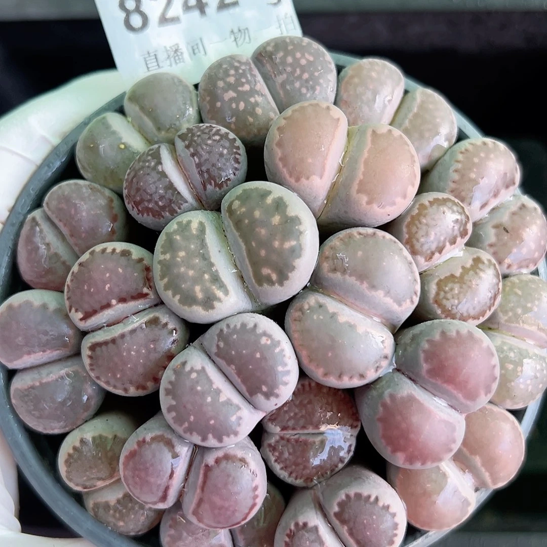 8242 好养易活生石花大母本