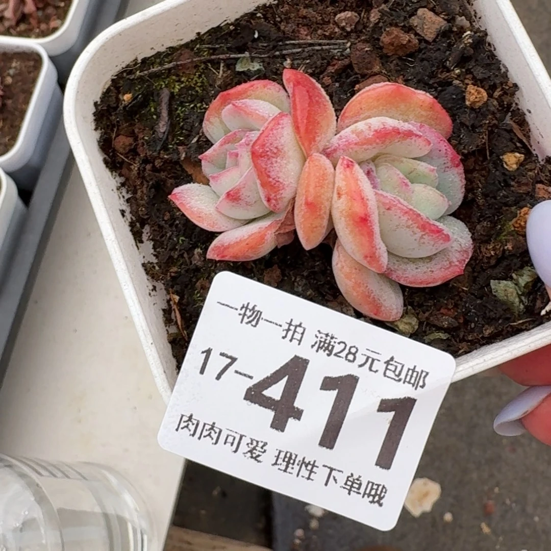 石化桔子冰无盆土发货无