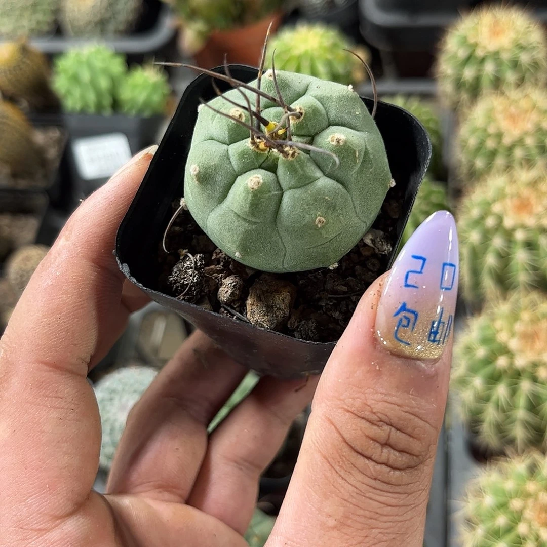 单头奇仙玉单头发货有根