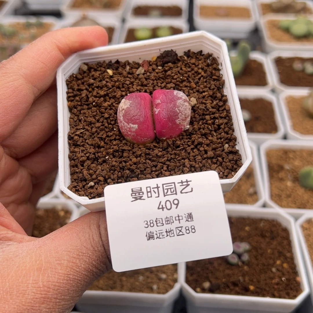 2.9灯泡福利多肉植物409