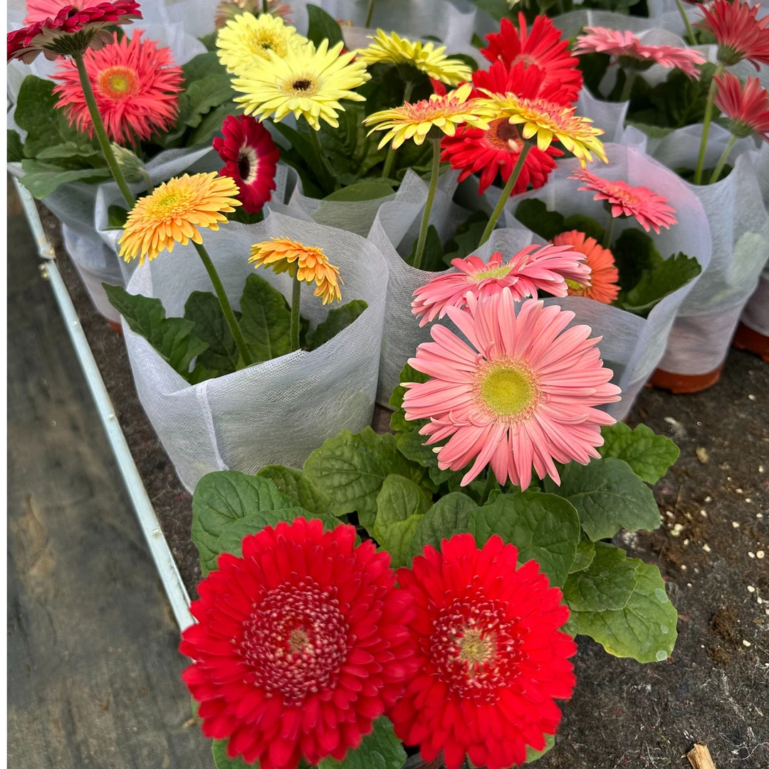 中昌花卉【非洲菊】指定颜色