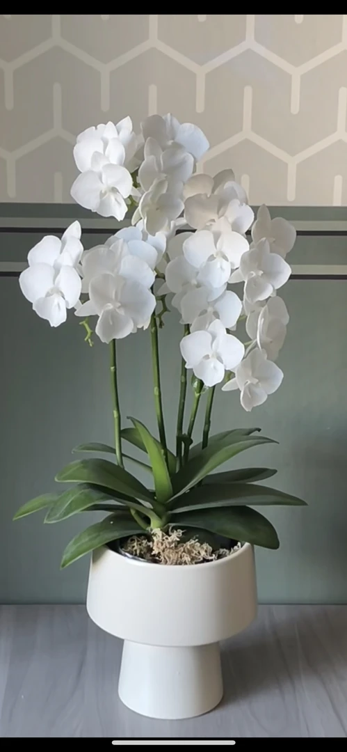 高品质《白天鹅》2.8寸杯 苗子带剑发货 两颗包邮