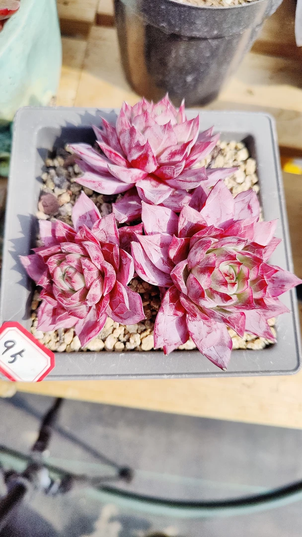 多肉植物一物一拍