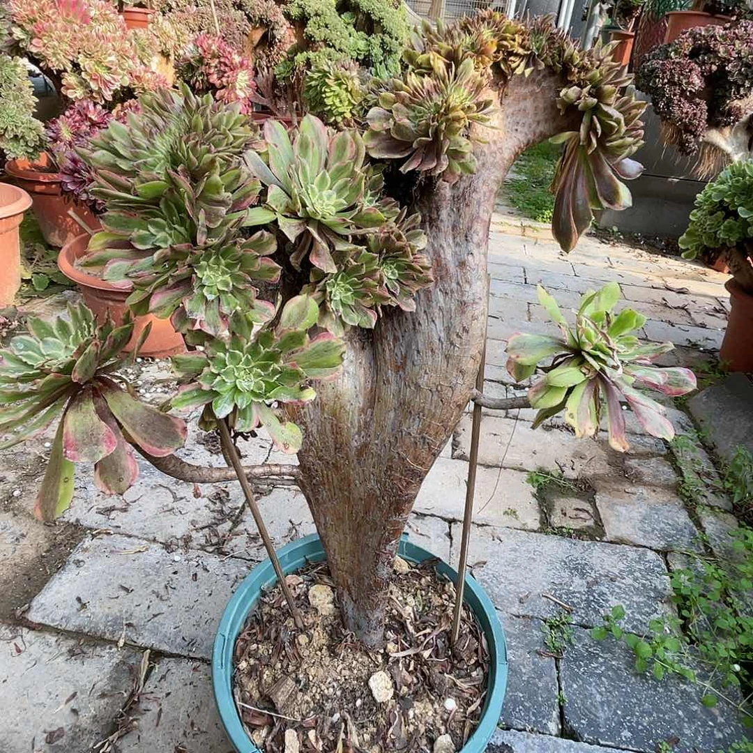【闪购商品】无花朵萤火粉黛