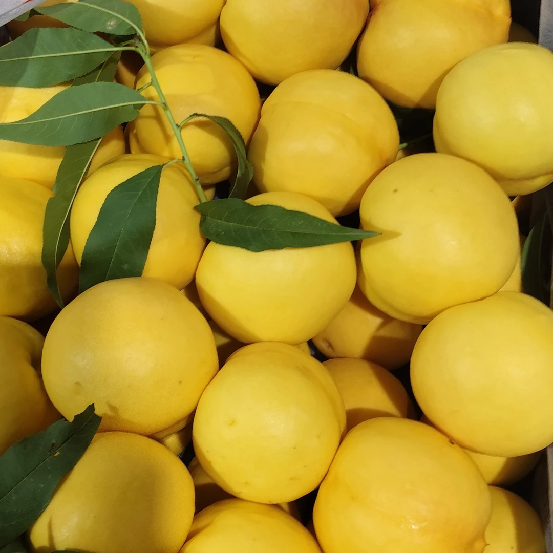 正宗蒙阴黄焗油个大金黄脆甜多汁