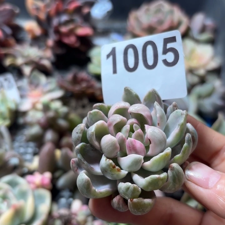 美尻锦肉植物满18包邮当场凑单