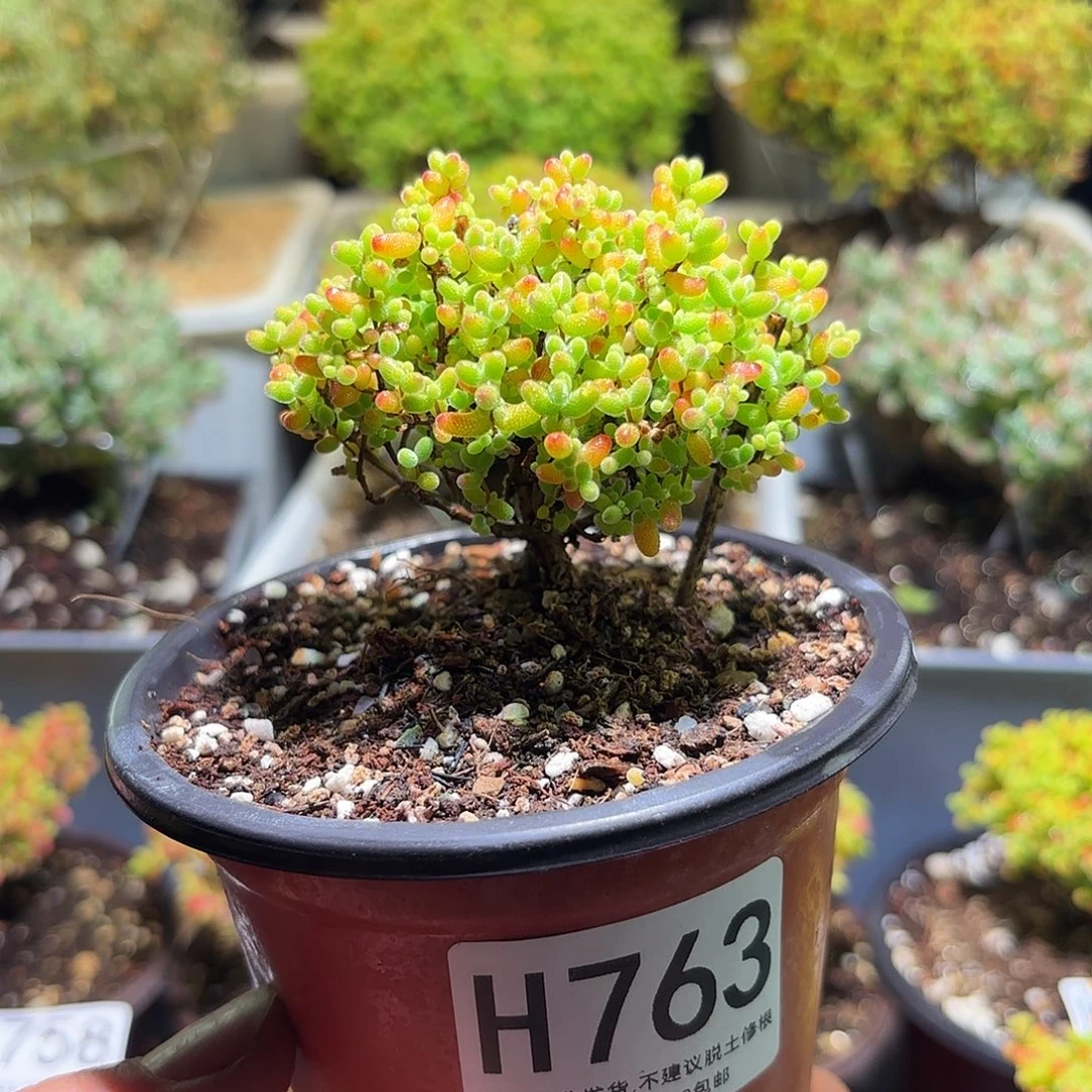 枝干番杏密橘糖球H763