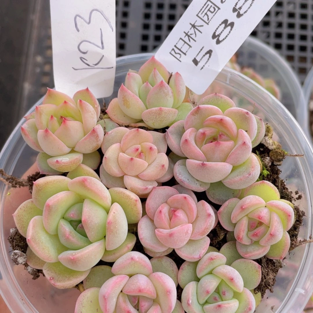 量拍多肉植物多肉植物588