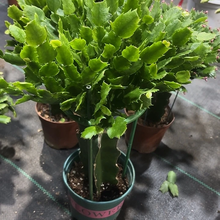 你***一当前无花栽培后可以开花
