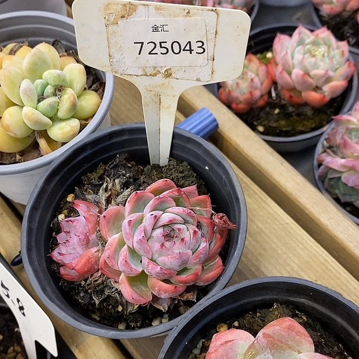 725043，福利多多