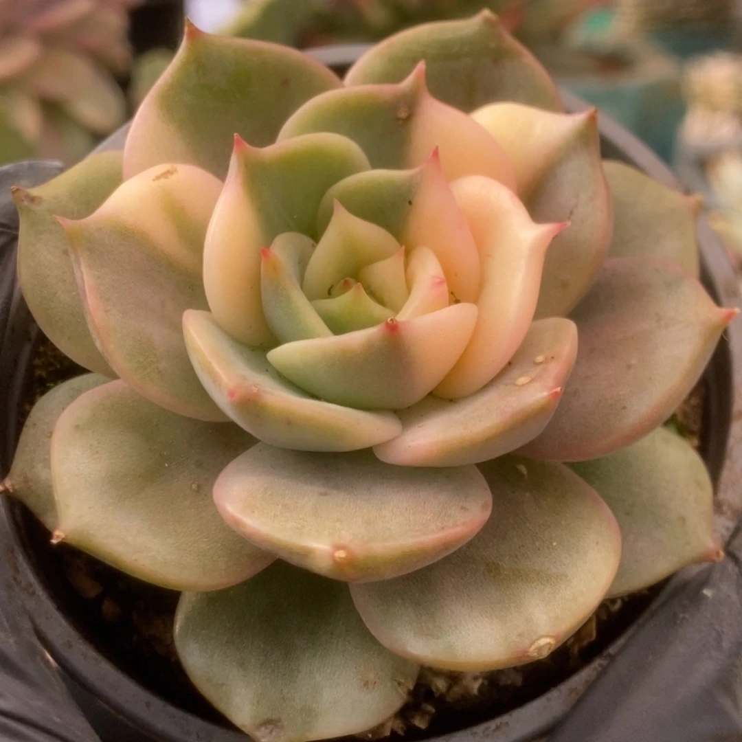 614贝加尔湖锦锦锦锦锦