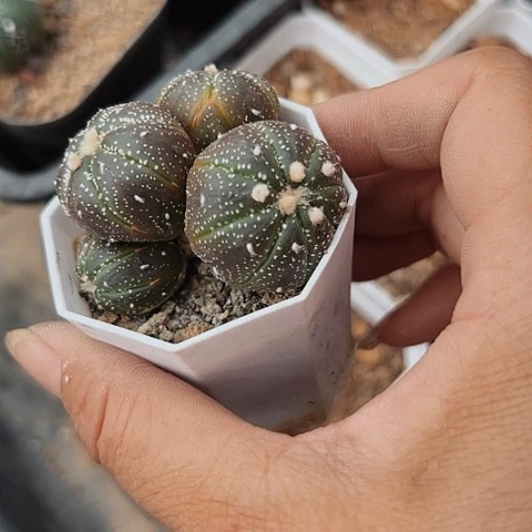 653清棚特价出售哦