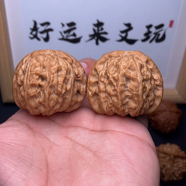人***~核桃小尺寸白狮子