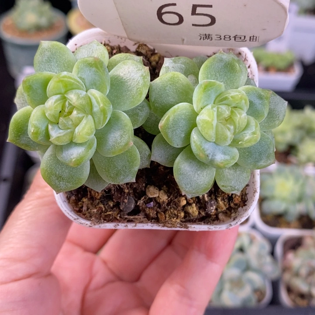 泼天富贵双头65号