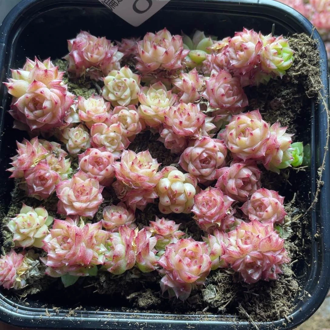 麦秆一物一拍026