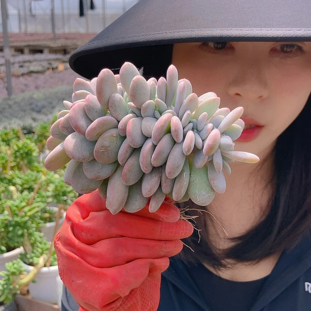 粉兔缀随机黑方盆