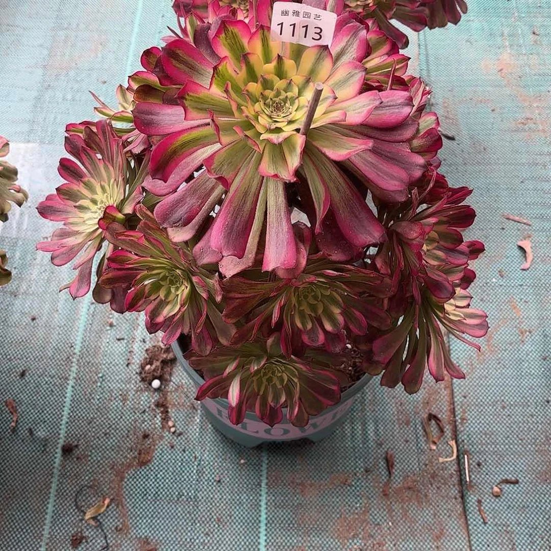 l****5多肉法师波斯1113