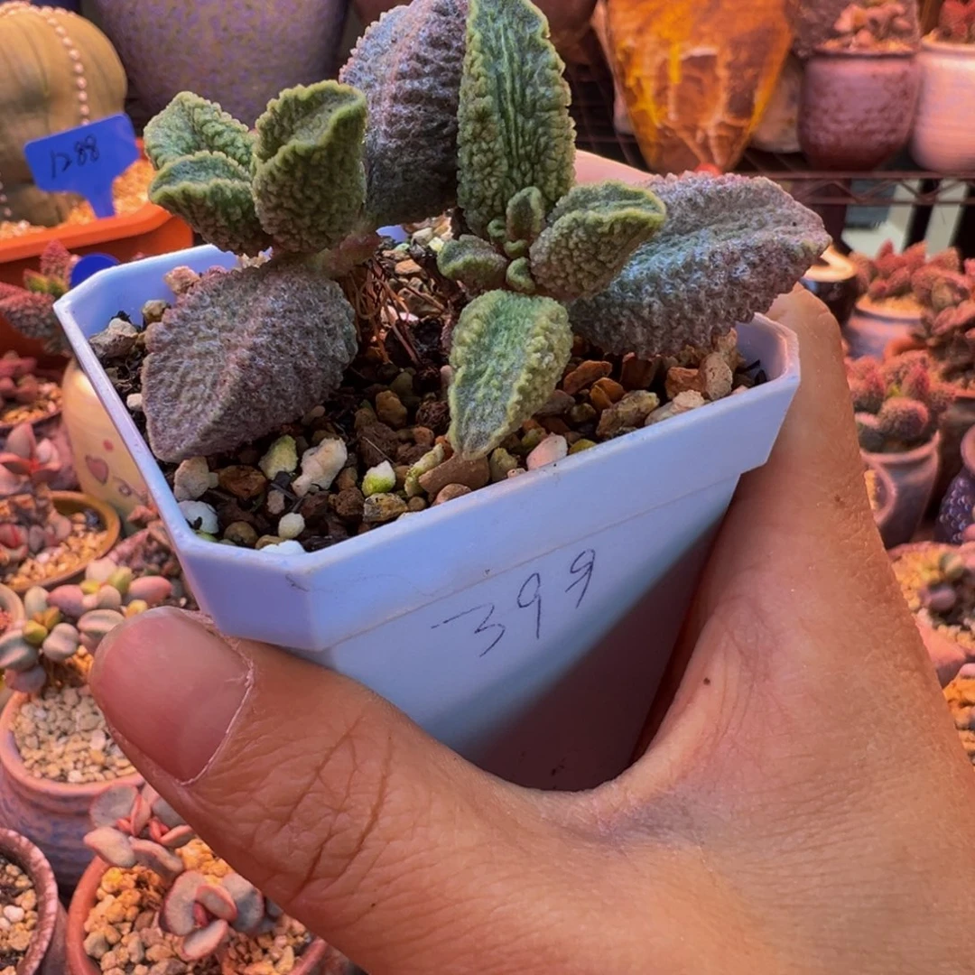 靖***雯好吧好嘛好吧我的宝我爱