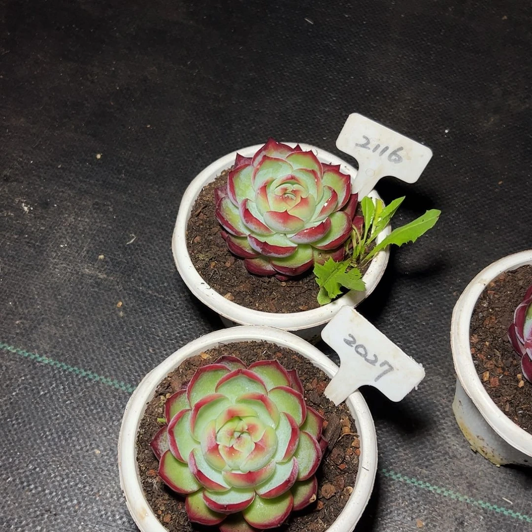 惊鸿仙子2116.2027号