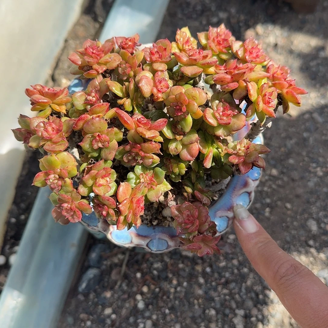小盆辣牡丹多肉植物