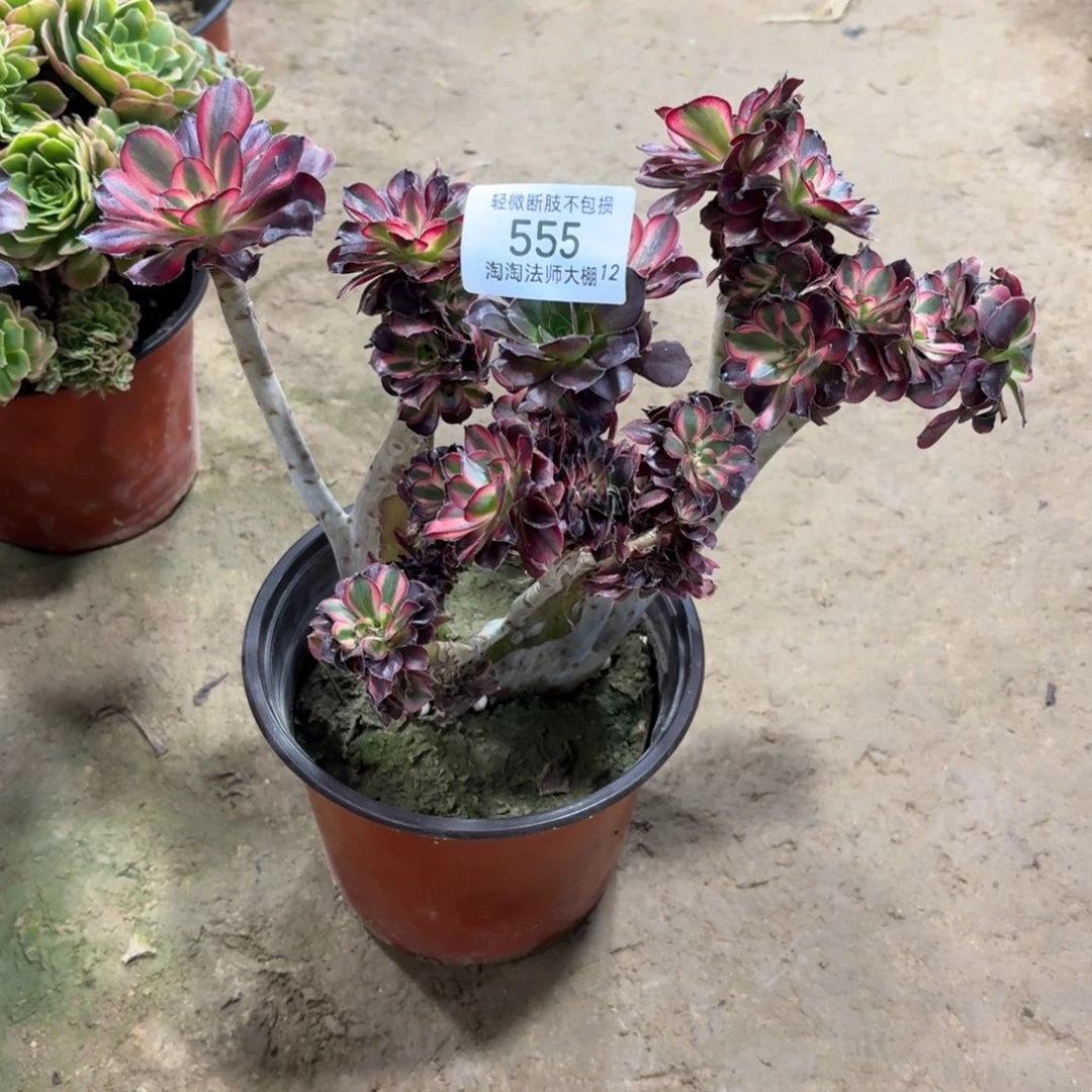 555香奈儿缀化多肉植物法师