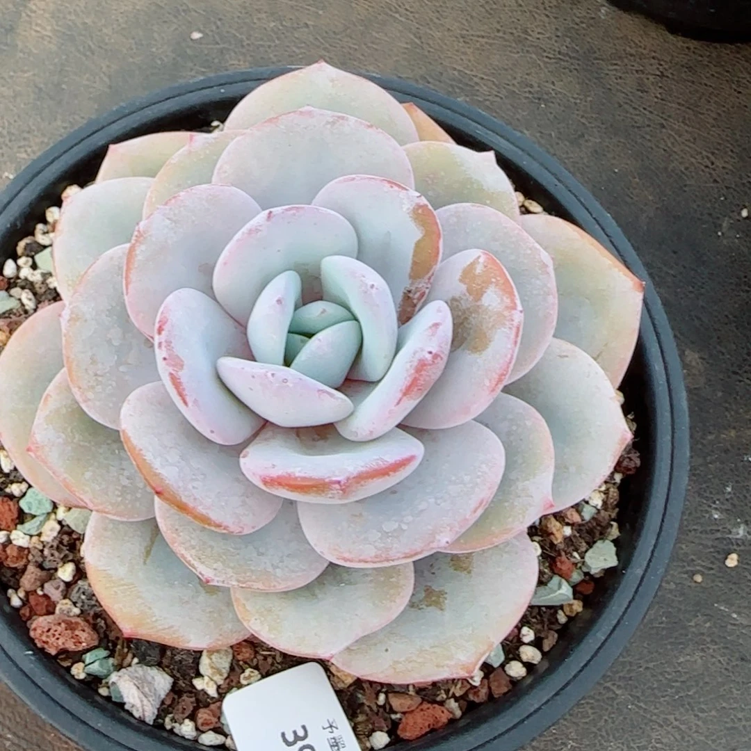 粗桩奶茶，3964多肉植物