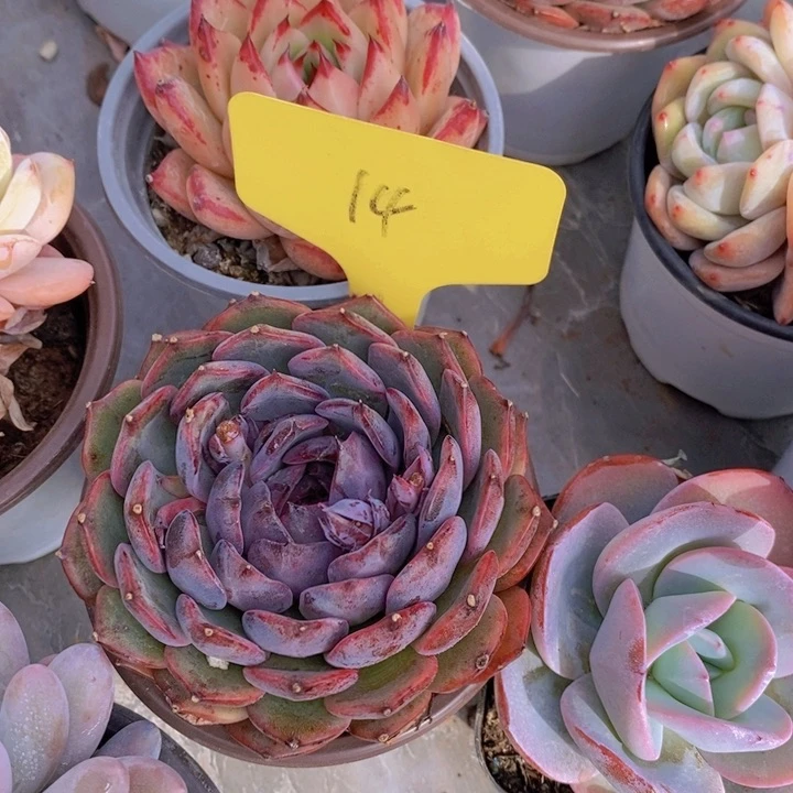 雲**淡多肉植物，开心多肉