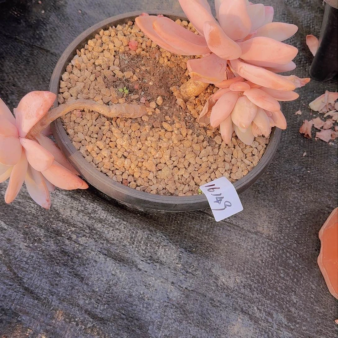军*16149粉兔多肉植物