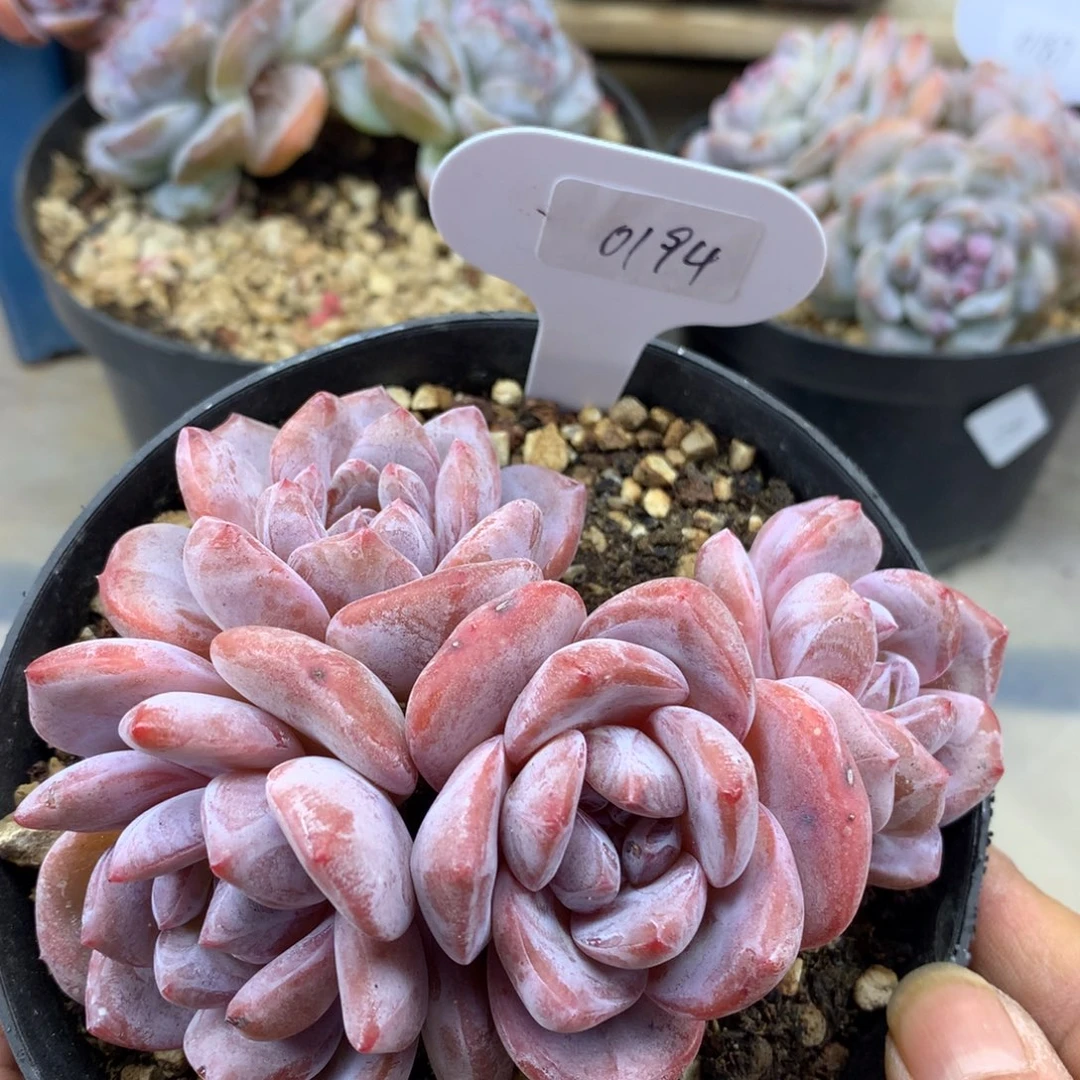 粉底紫心0194/12cm4头