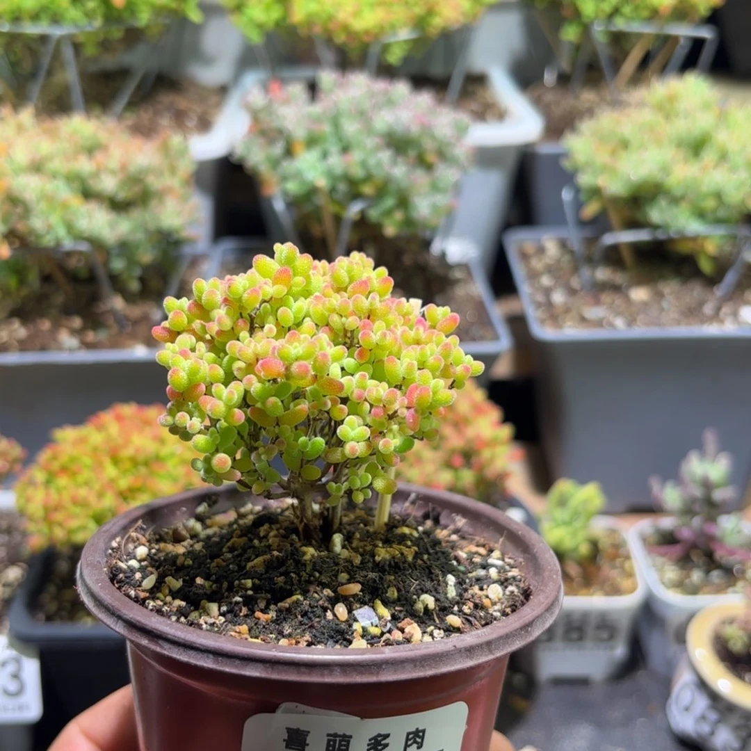 枝干番杏密橘糖球157