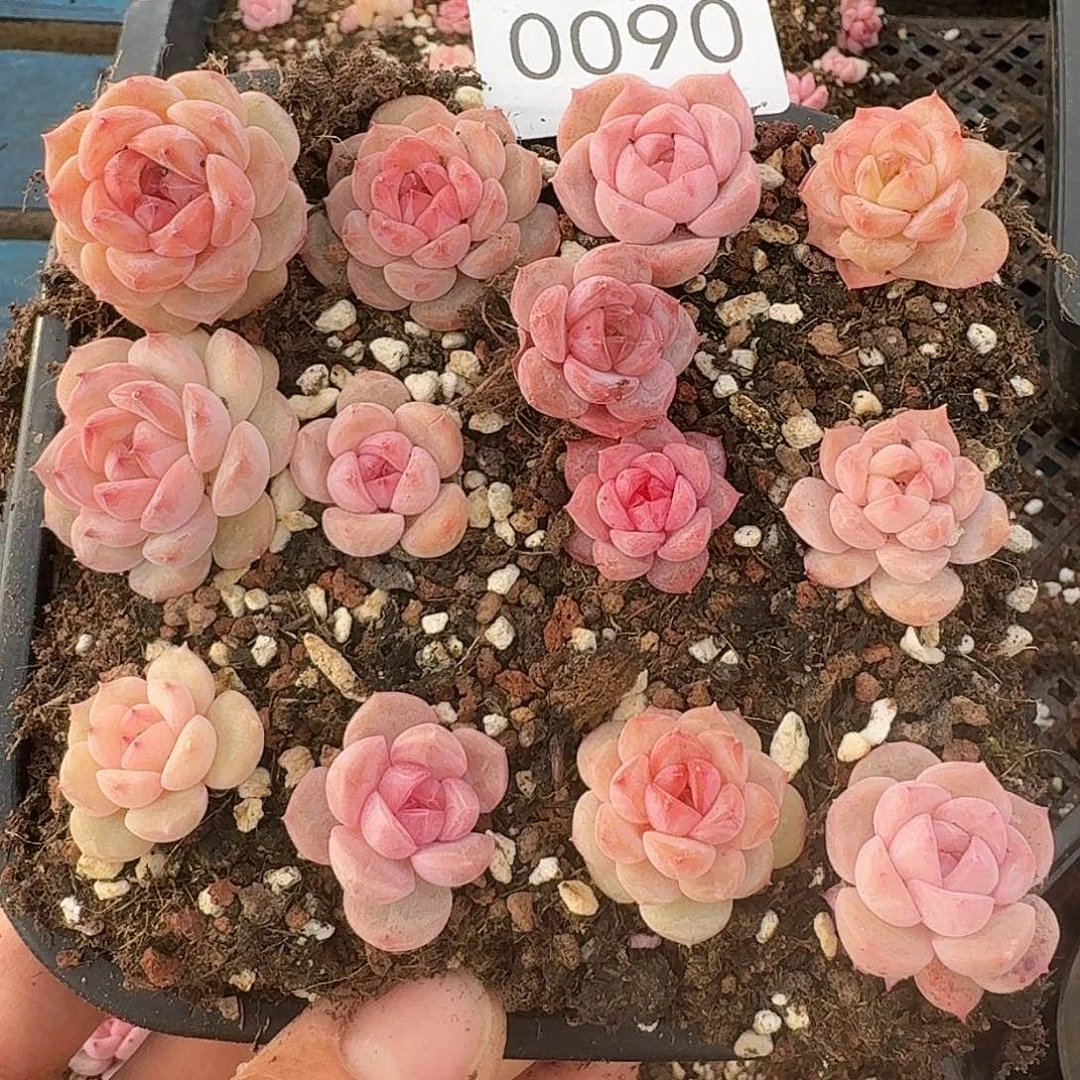 小***?杂交新品珍妮多肉90