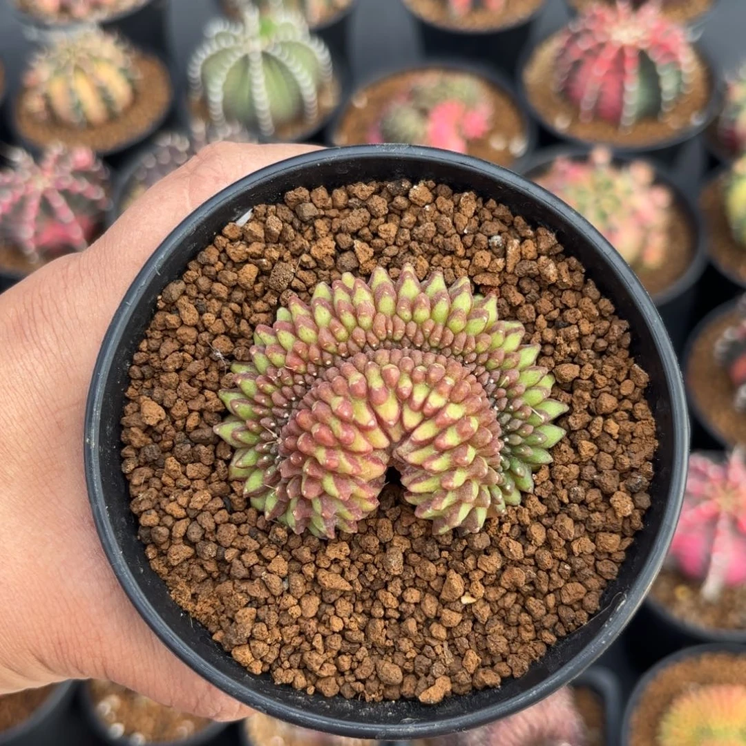 泰系米哈实生仙人球312