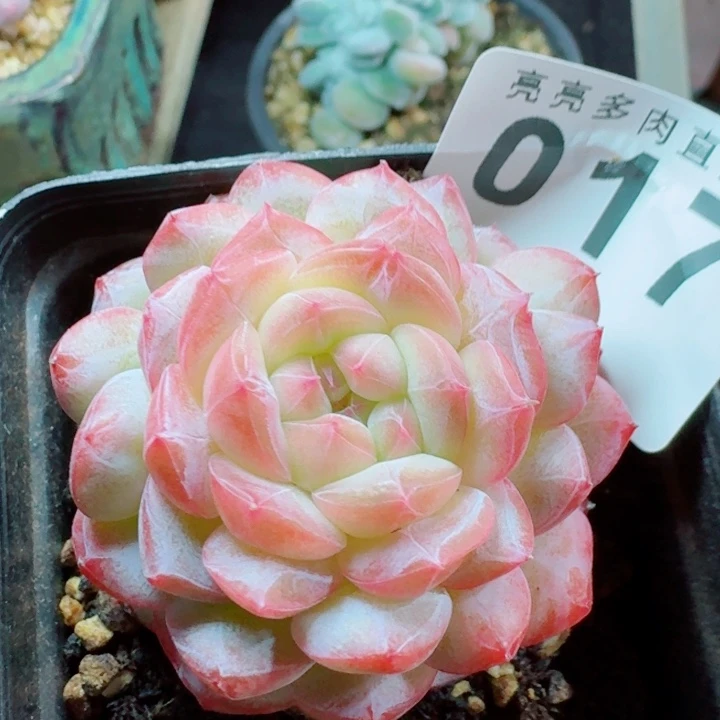 寒江雪         精控精养多肉植物