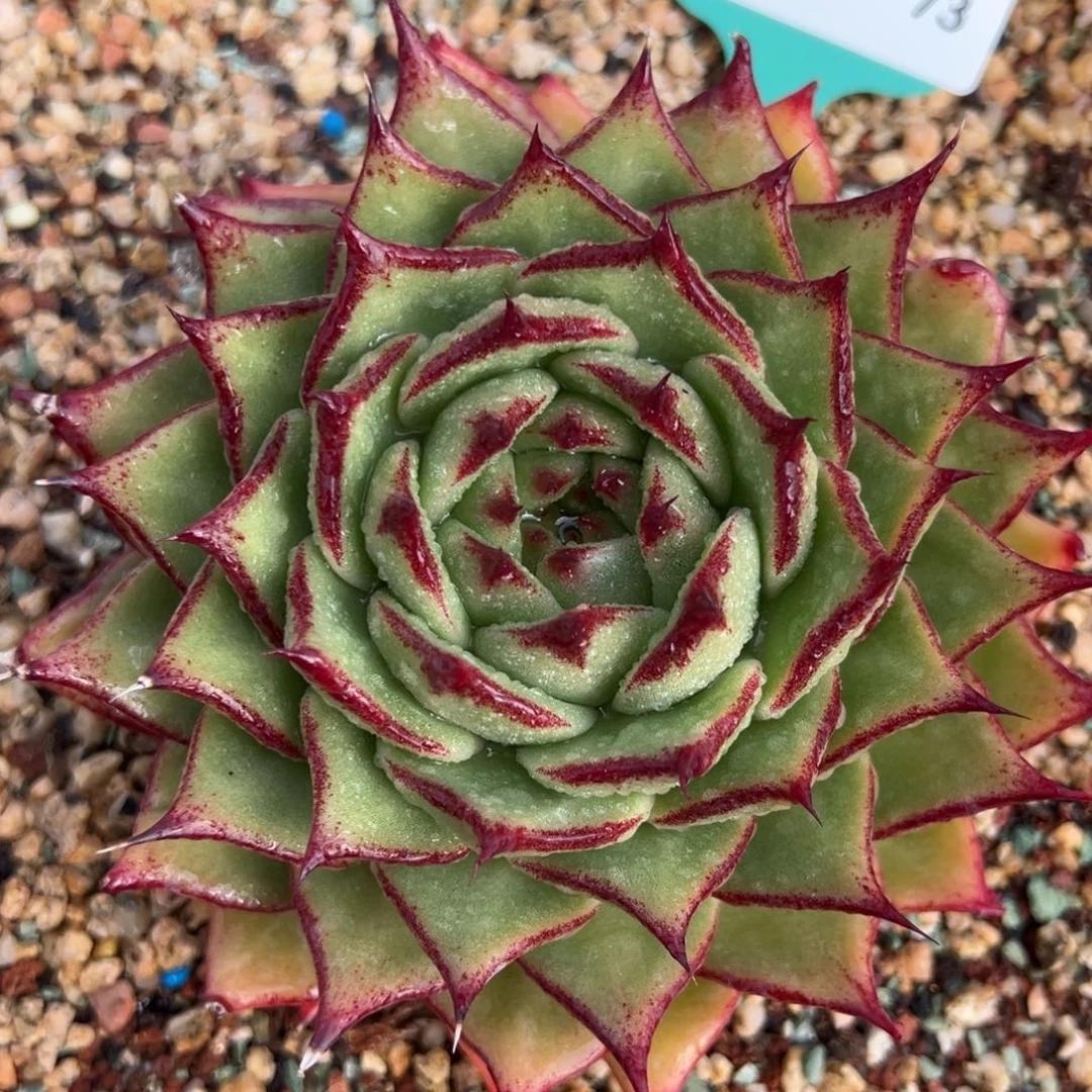 从前慢多肉精选编号0219.73