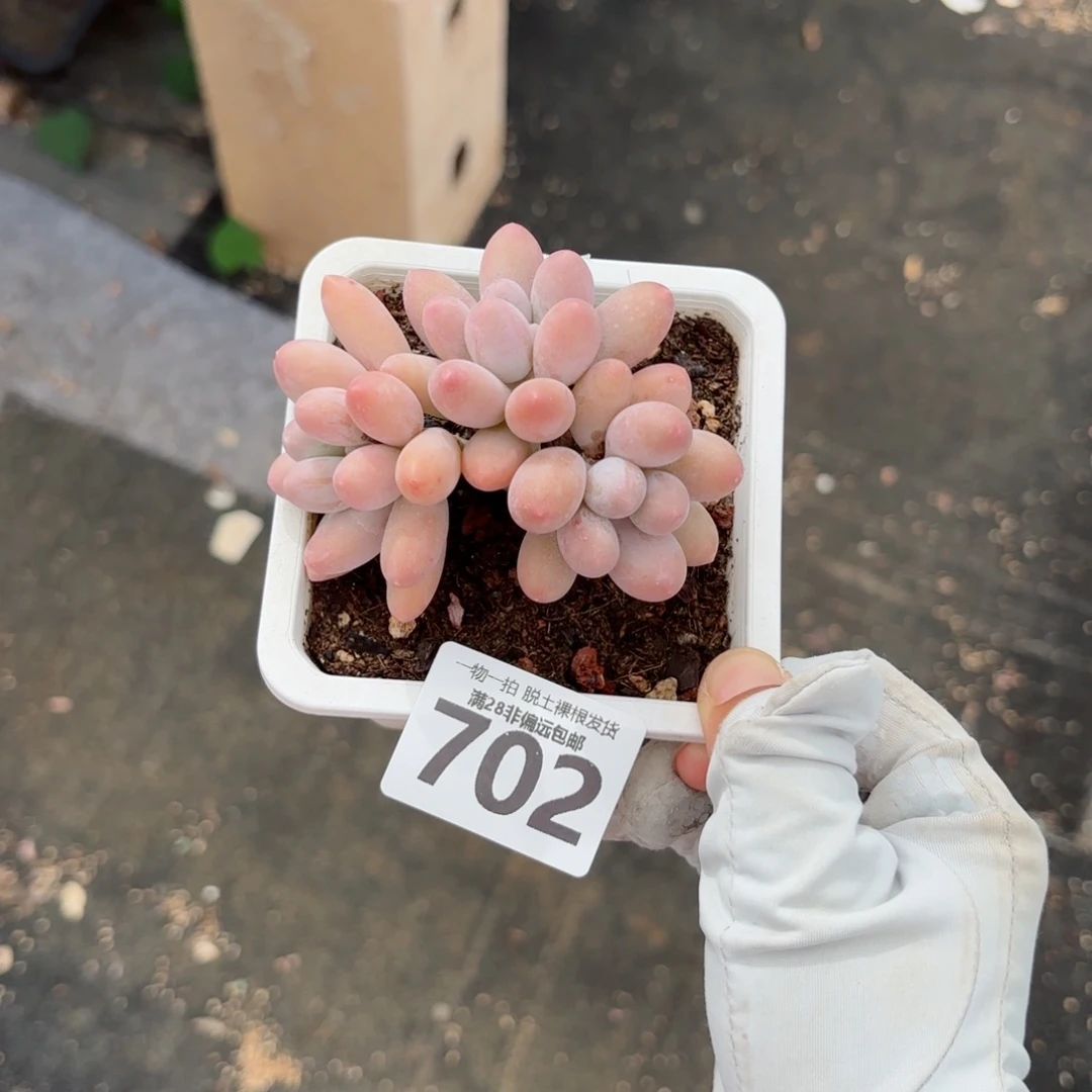 荣***蹈汤圆老桩无盆土发货