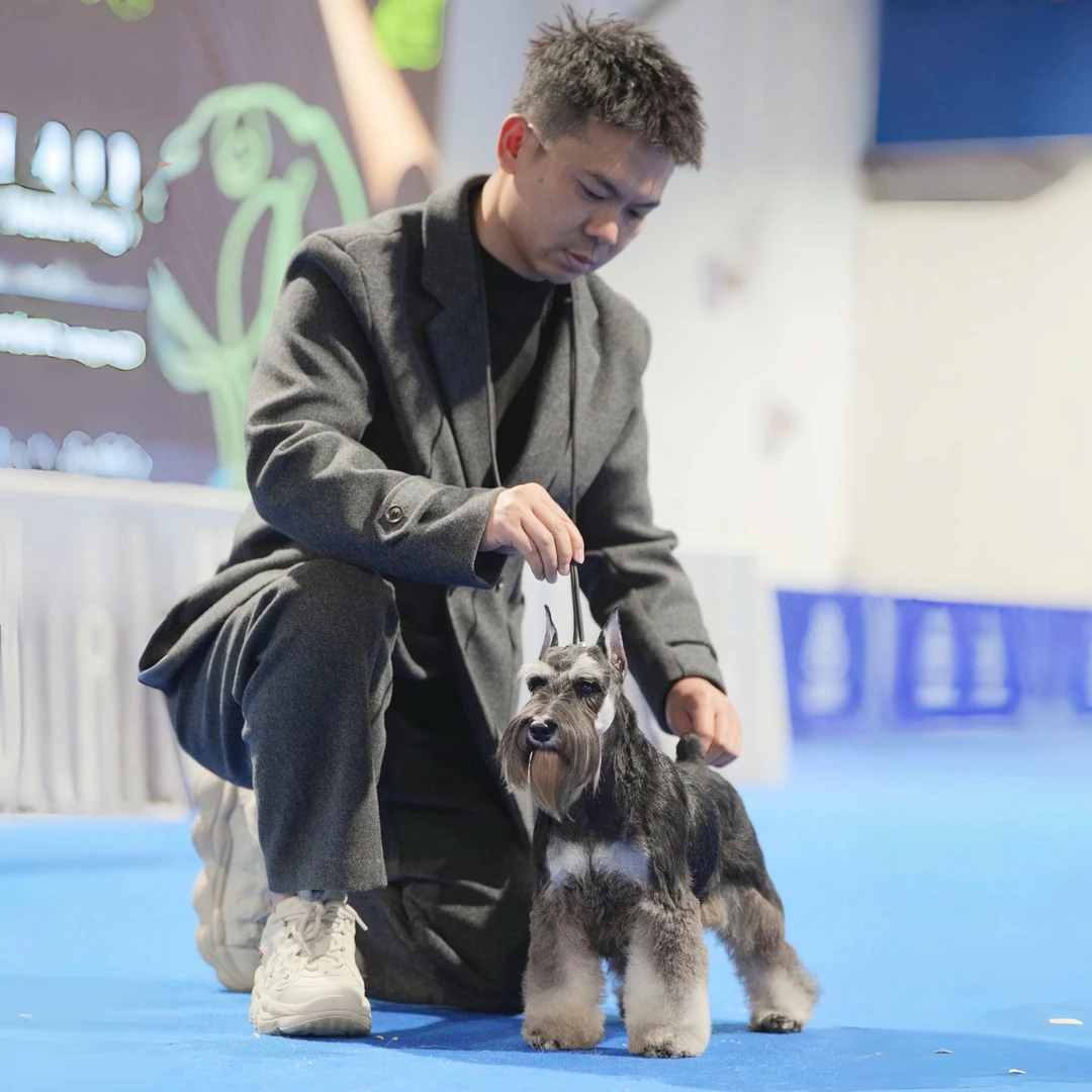 【雪帝宠物犬舍】正统迷你雪纳瑞幼犬【自营店】