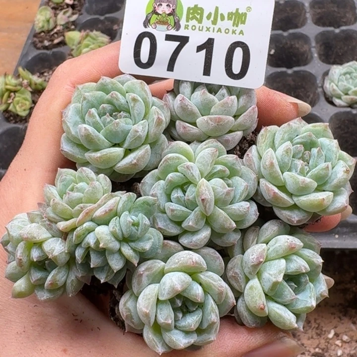 当前无花朵，栽培后可花朵多肉植物多肉植物