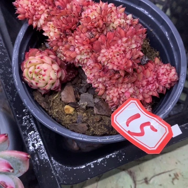 彩*一物一拍杂交缀多肉15