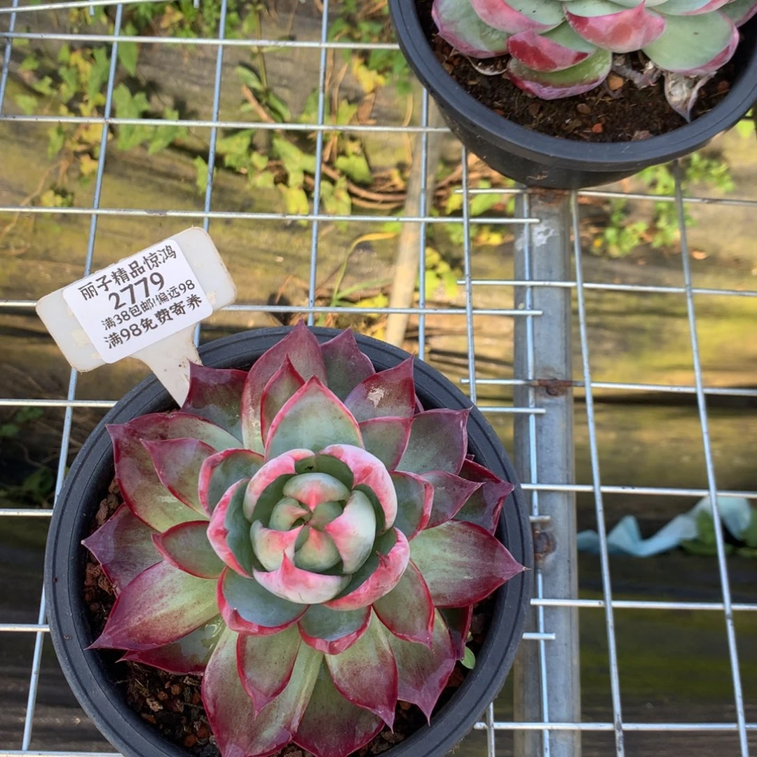 賴***味2779号多肉植物惊鸿12