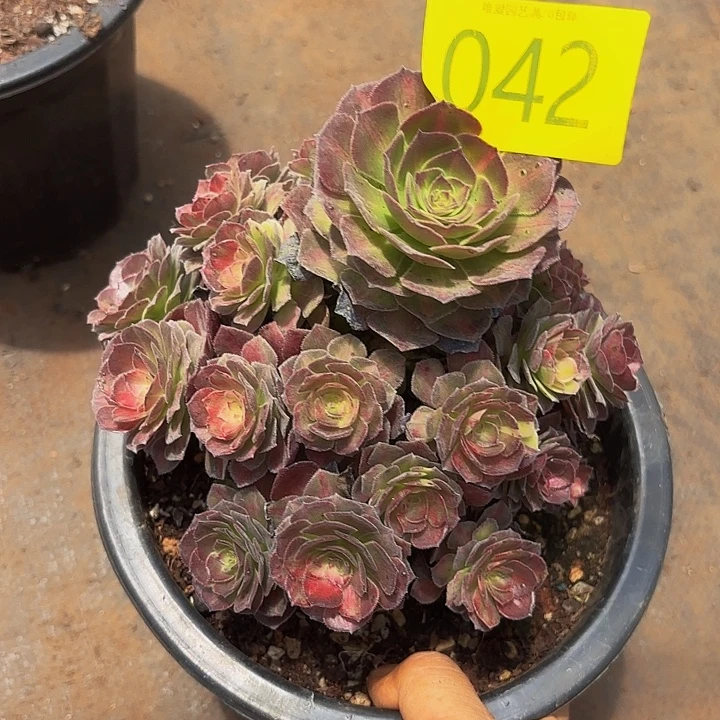 多肉植物海王七彩042