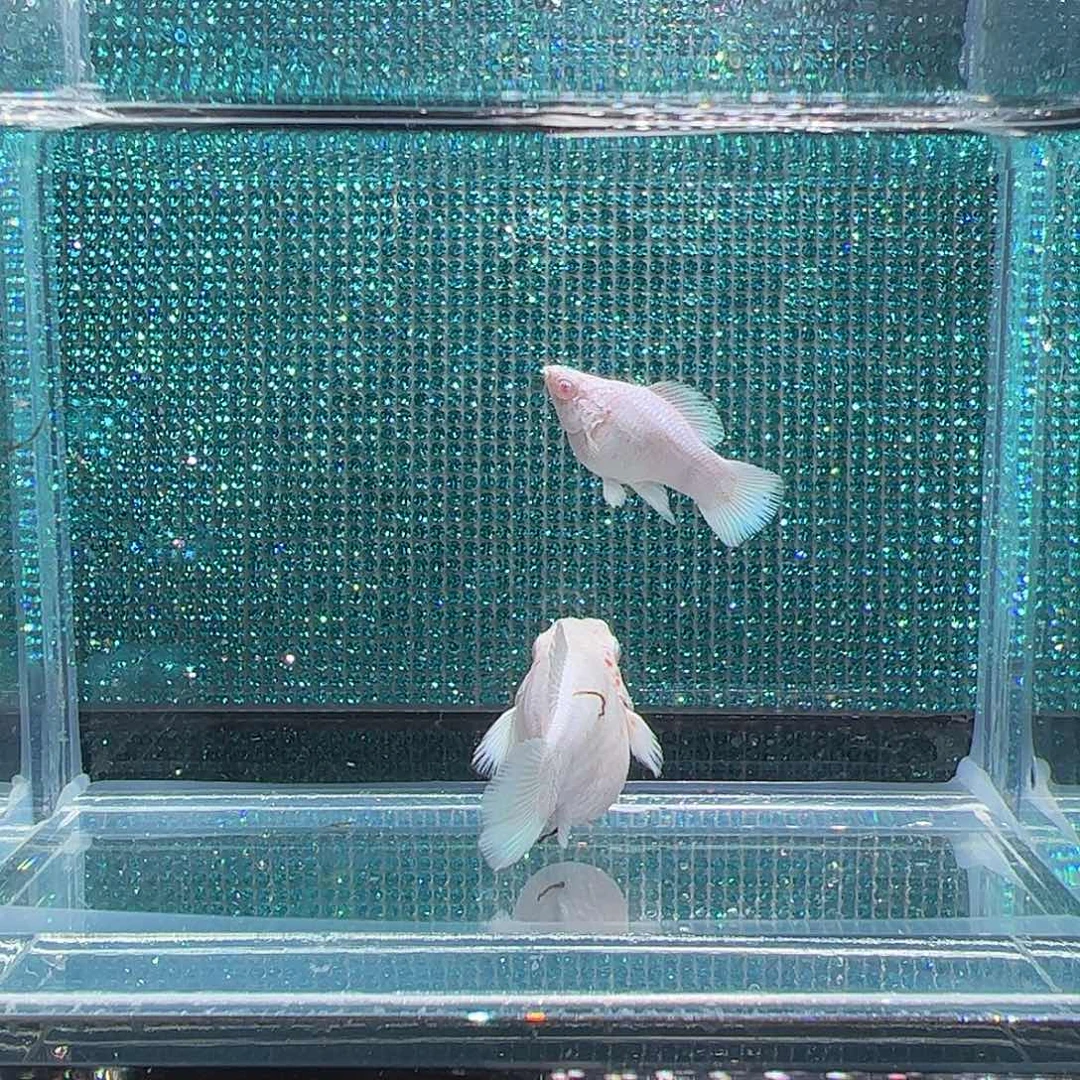 孔雀鱼瓷白粉钻眼