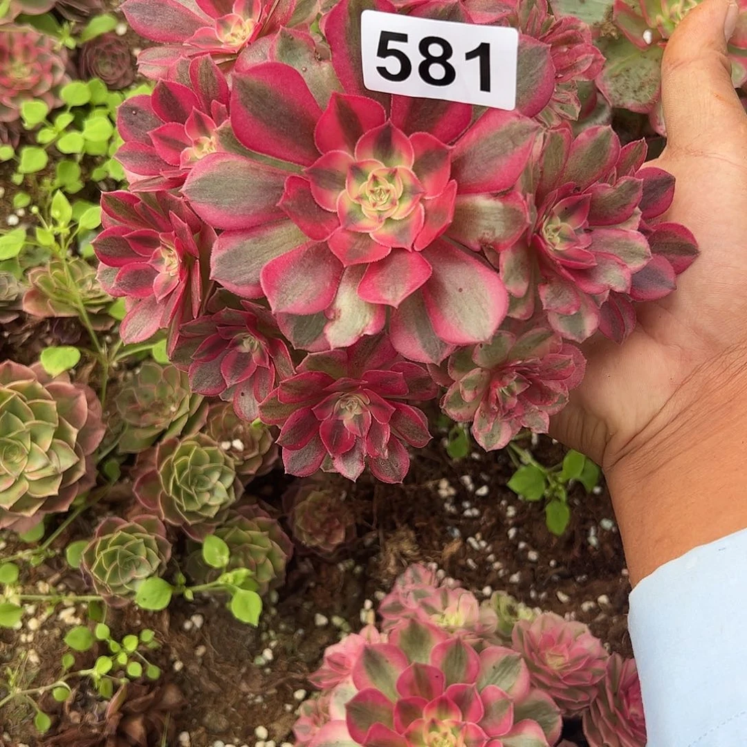 精品多肉植物581倾城