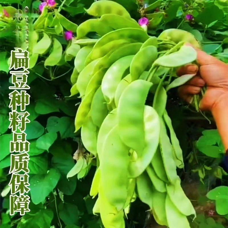 早熟绿眉豆种子早嫩绿红花扁豆种子 梅豆种子 豆角种子蔬菜种