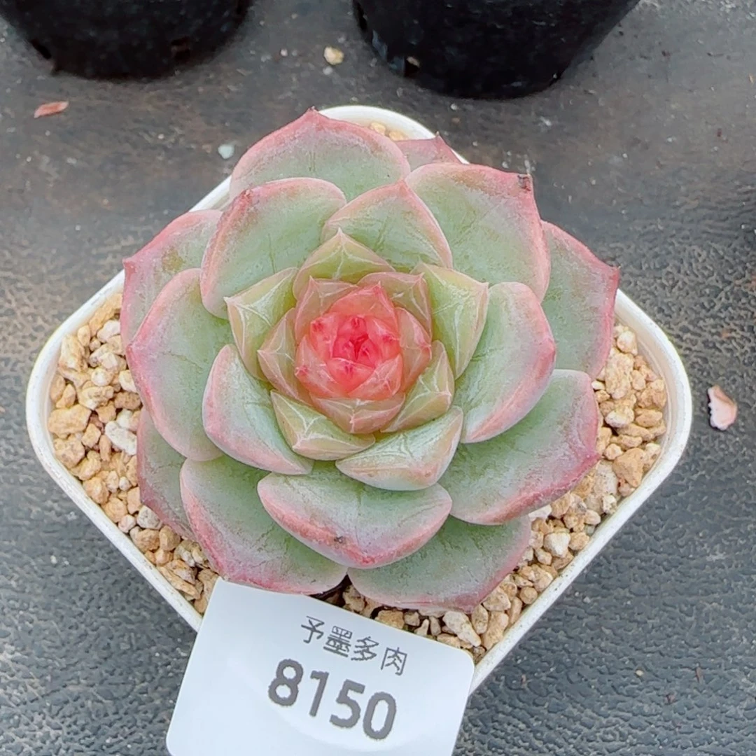 棉花糖，8150多肉植物
