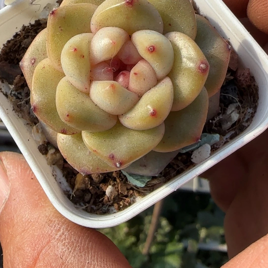 多肉小卡拉米糖心一物一拍