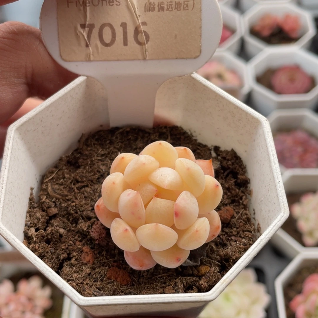 海盐薄荷7016-3.5厘米